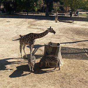 Rothschild’s giraffe and Burchell’s zebras