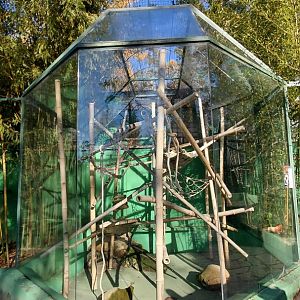 White-headed lemur outdoor exhibit