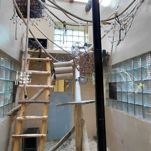 White-headed lemur indoor exhibit #1