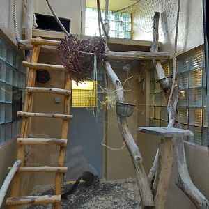 White-headed lemur indoor exhibit #2