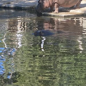 Common hippo image 1