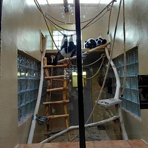 Ruffed lemur indoor exhibit