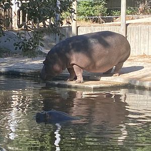 Common hippo image 2