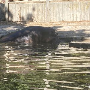 Common hippo image 3
