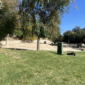 Southern white rhino and Dorcas gazelle enclosure