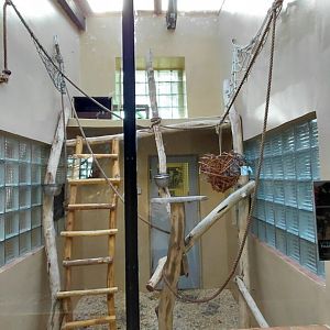 Black lemur indoor exhibit