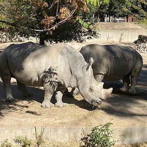 Southern white rhino