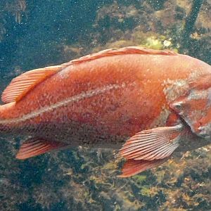 Vermilion Rockfish (Sebastes miniatus) November 8, 2025