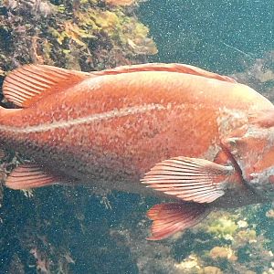 Vermilion Rockfish (Sebastes miniatus) November 8, 2025