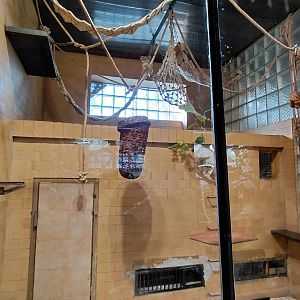 Lar gibbon indoor exhibit