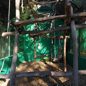 Lar gibbon outdoor exhibit