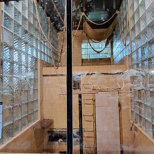 Yellow-cheeked gibbon indoor exhibit