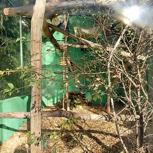 Yellow-cheeked gibbon outdoor exhibit