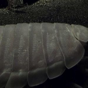 Giant Isopod (Bathynomus giganteus) November 8, 2025