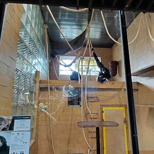 Siamang indoor exhibit
