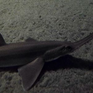 Japanese Sawshark (Pristiophorus japonicus) November 8, 2025