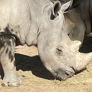 Southern white rhino close up