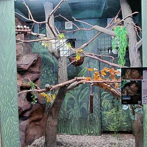 Marmoset indoor exhibit