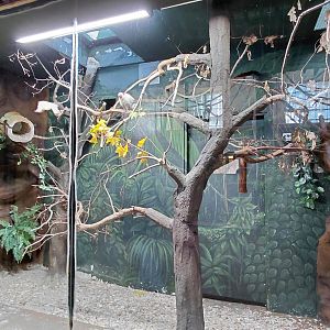 Silvery marmoset indoor exhibit