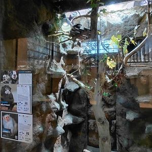 Marmoset + tamarin indoor exhibit