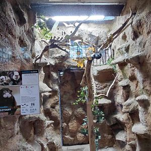 Moustached tamarin indoor exhibit