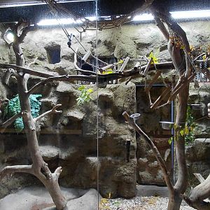 Emperor tamarin indoor exhibit
