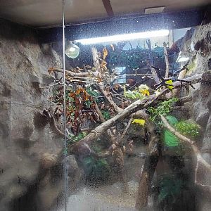 Golden lion tamarin indoor exhibit