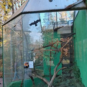 Golden lion tamarin outdoor exhibit