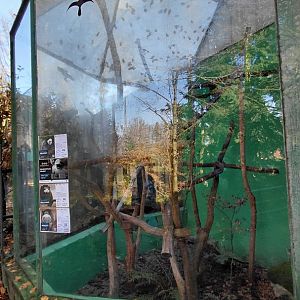Tamarin + marmoset outdoor exhibit