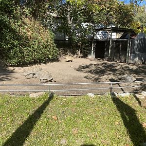 Leopard, Seychelles giant and  African spurred tortoise outdoor enclosure