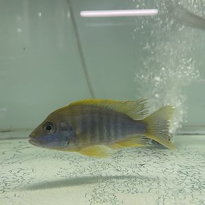 eureka peacock "lemon jake" (aulonocara jacobfreibergi)