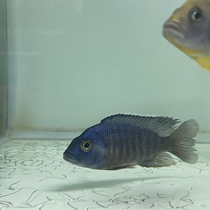 azureus cichlid (cf. copadichromis azureus)