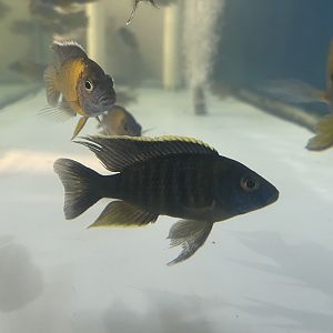 sulfurhead aulonocara (aulonocara maylandi)