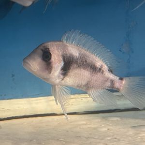 humphead cichlid (black widow morph) (cyphotilapia frontosa) (1)