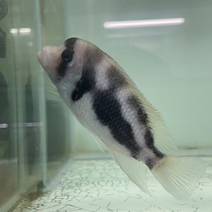 humphead cichlid (black widow morph) (cyphotilapia frontosa) (2)