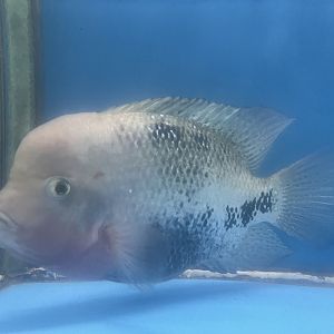 firehead cichlid (vieja melanurus)