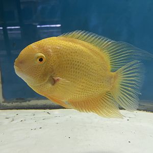 red banded cichlid (heros severus)