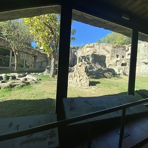 1st view of outdoor Western Lowland gorilla enclosure