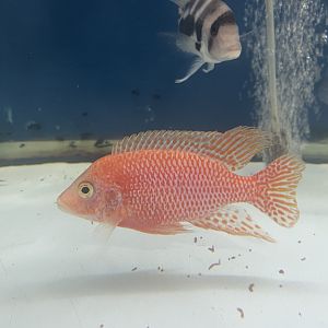 dragon blood cichlid (aulonocara sp.)