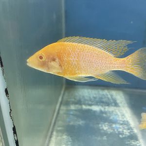 albino dragon blood cichlid (aulonocara sp.)