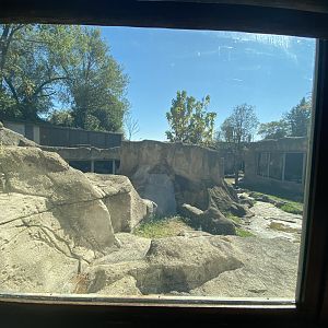 2nd view of outdoor Western Lowland gorilla enclosure