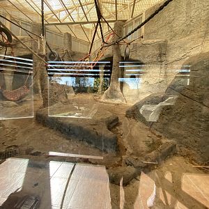 Indoor Western Lowland gorilla enclosure
