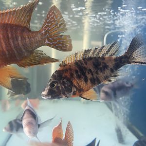 OB peacock (aulonocara sp.)