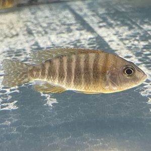 flavescent peacock “red rubin” (aulonocara stuartgranti)