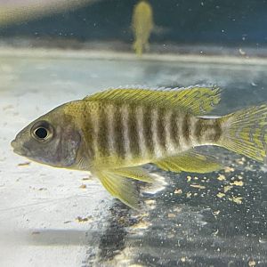 new yellow regal peacock (aulonocara baenschi)