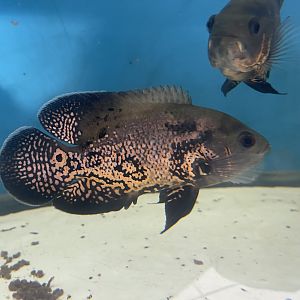 oscar (astronotus ocellatus)