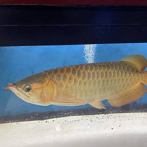 asian arowana “super red” (scleropages formosus)