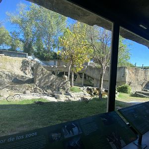 3rd view of outdoor Western Lowland gorilla enclosure