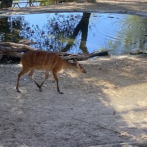 Western sitatunga