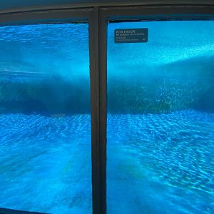 Patagonian sea lion pool